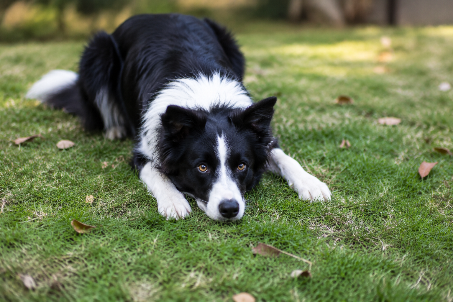 A focused Border Collie lying on the grass with its eyes fixed intently ahead