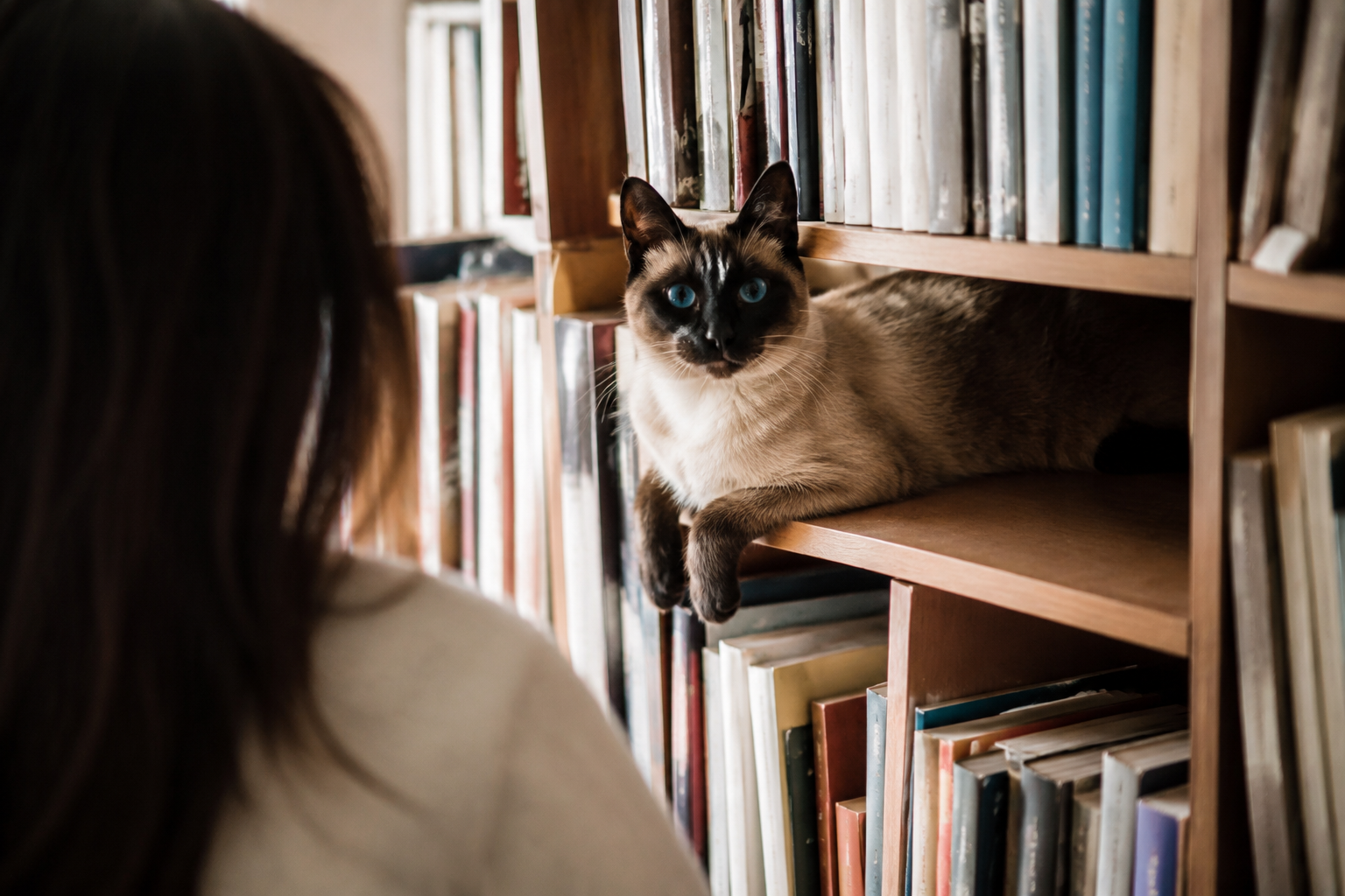 A Siamese cat with blue eyes perched calmly on a bookshelf watching its owner