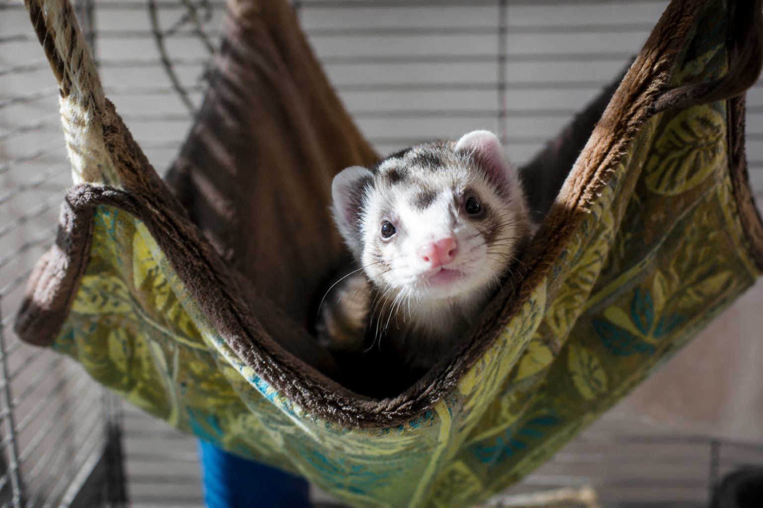 A curious pet ferret peeking out of a cozy hammock with its whiskers forward