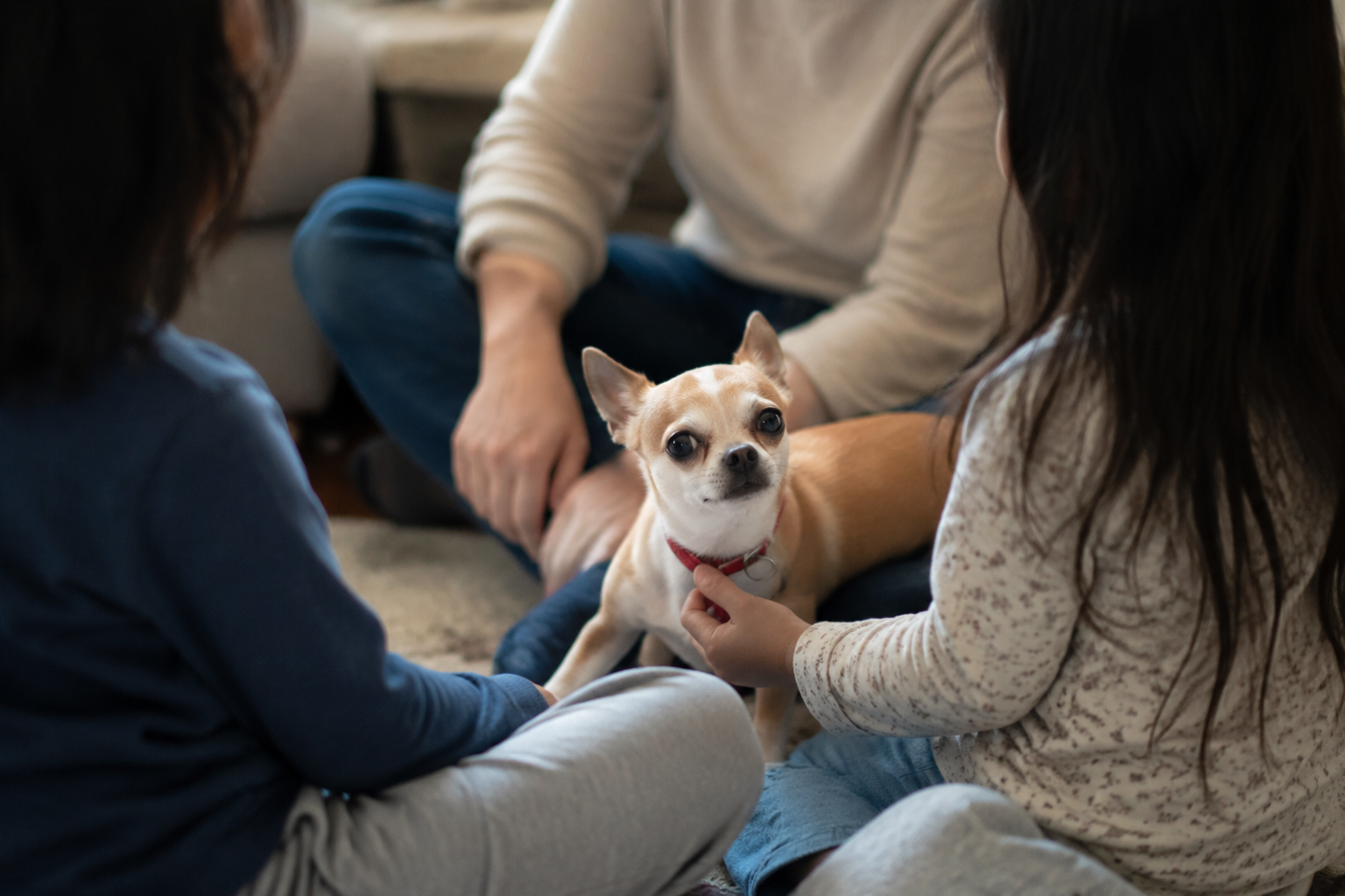 A family with young kids in a support circle as one child holds their Chihuahua's tiny collar
