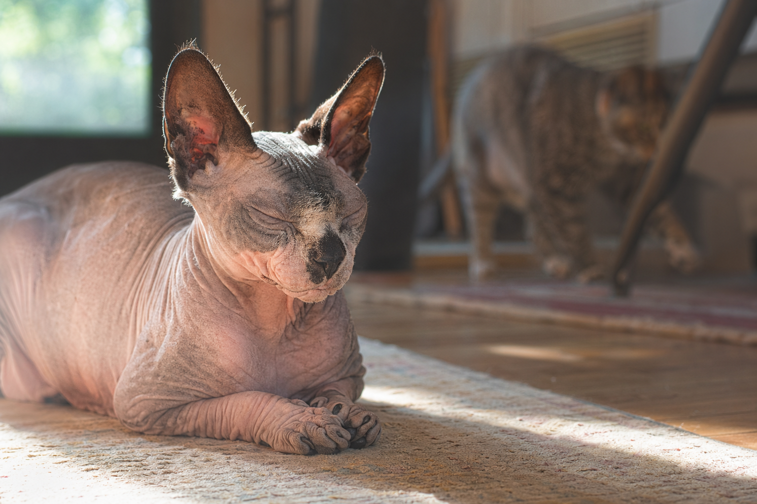 Geriatric Sphynx cat resting peacefully in sunlight in a calm multi-cat home