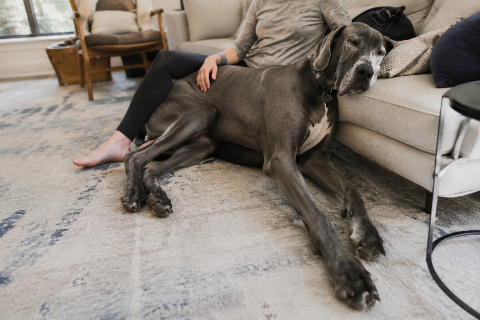 A large Great Dane lying across a living room rug beside its seated owner, dwarfing a nearby couch cushion — another moment