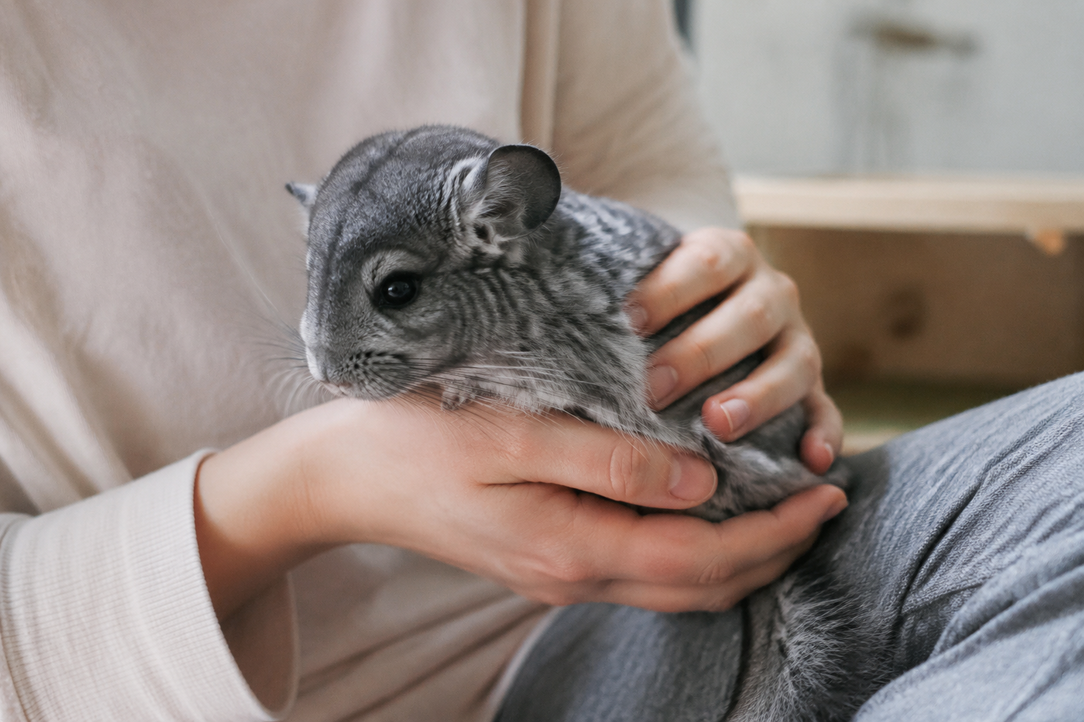 A person gently cupping a plush grey Chinchilla in their hands while checking its soft coat with care — another moment