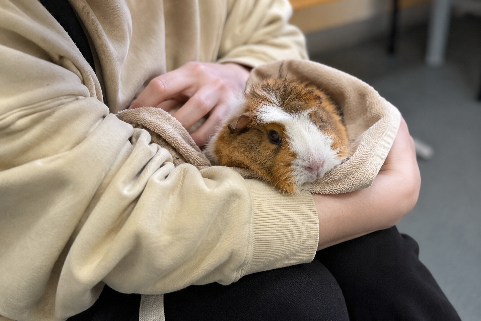 A first-time owner gently cradling a geriatric guinea pig in a towel before a vet checkup — another moment