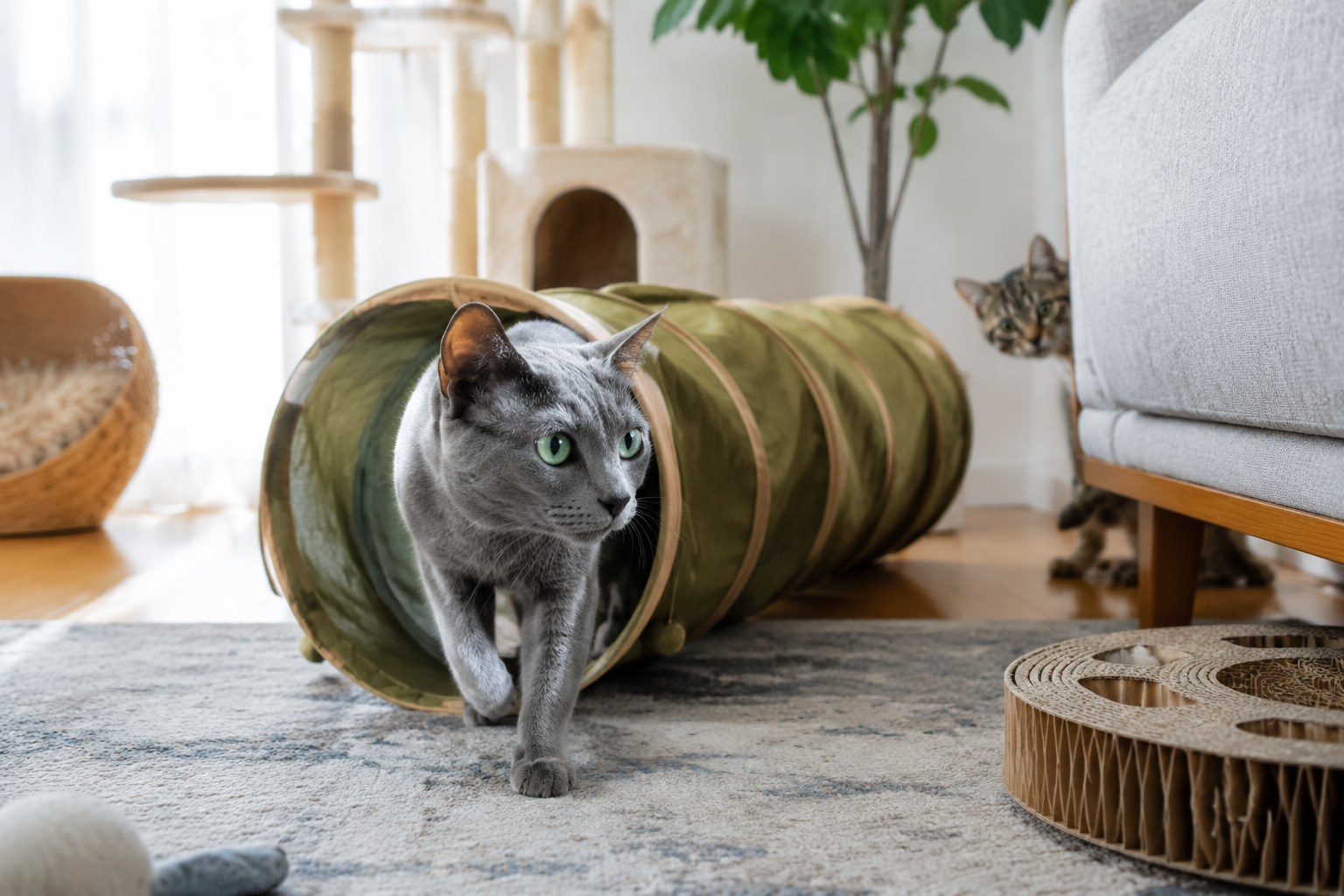 Senior Russian Blue cat navigating a cat tunnel while a younger cat peeks from behind a couch in a bright enriched living room